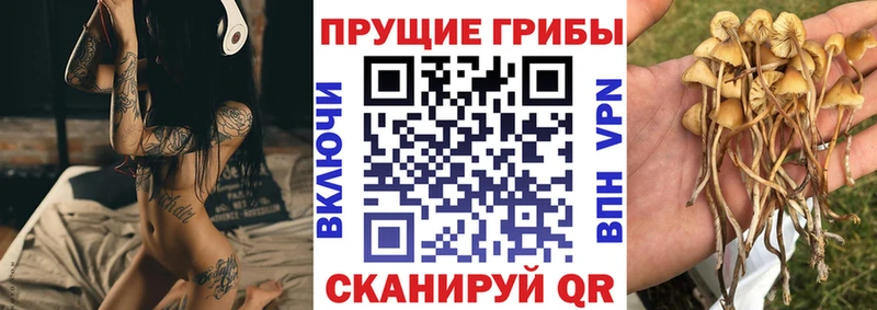 Галлюциногенные грибы Psilocybe  Пикалёво 